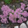 Stonecrop (Sedum) – SunSparkler® Lime Twister – #1 Container